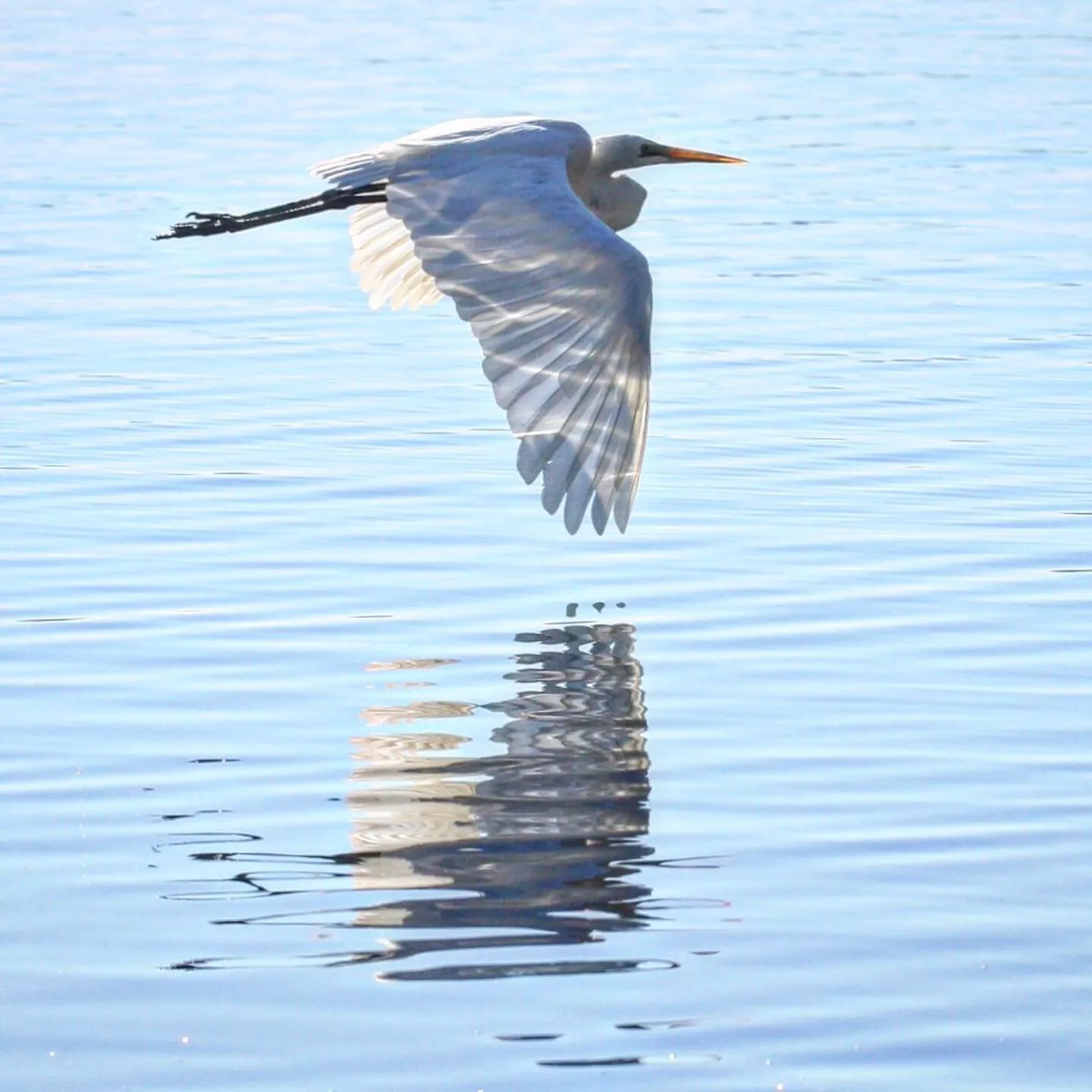 Egret Flight, 2021