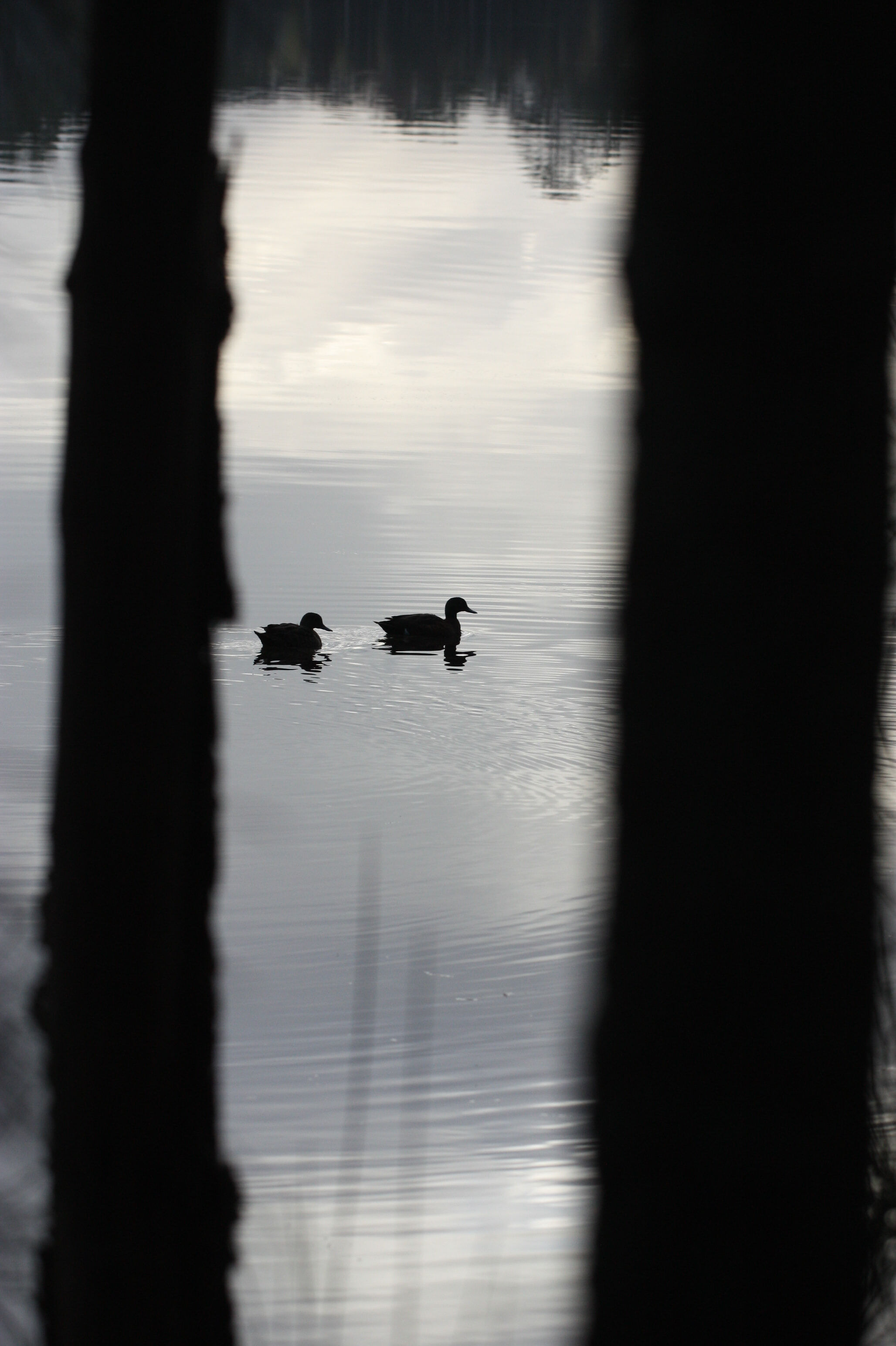 Ducks on the Lake, 2021