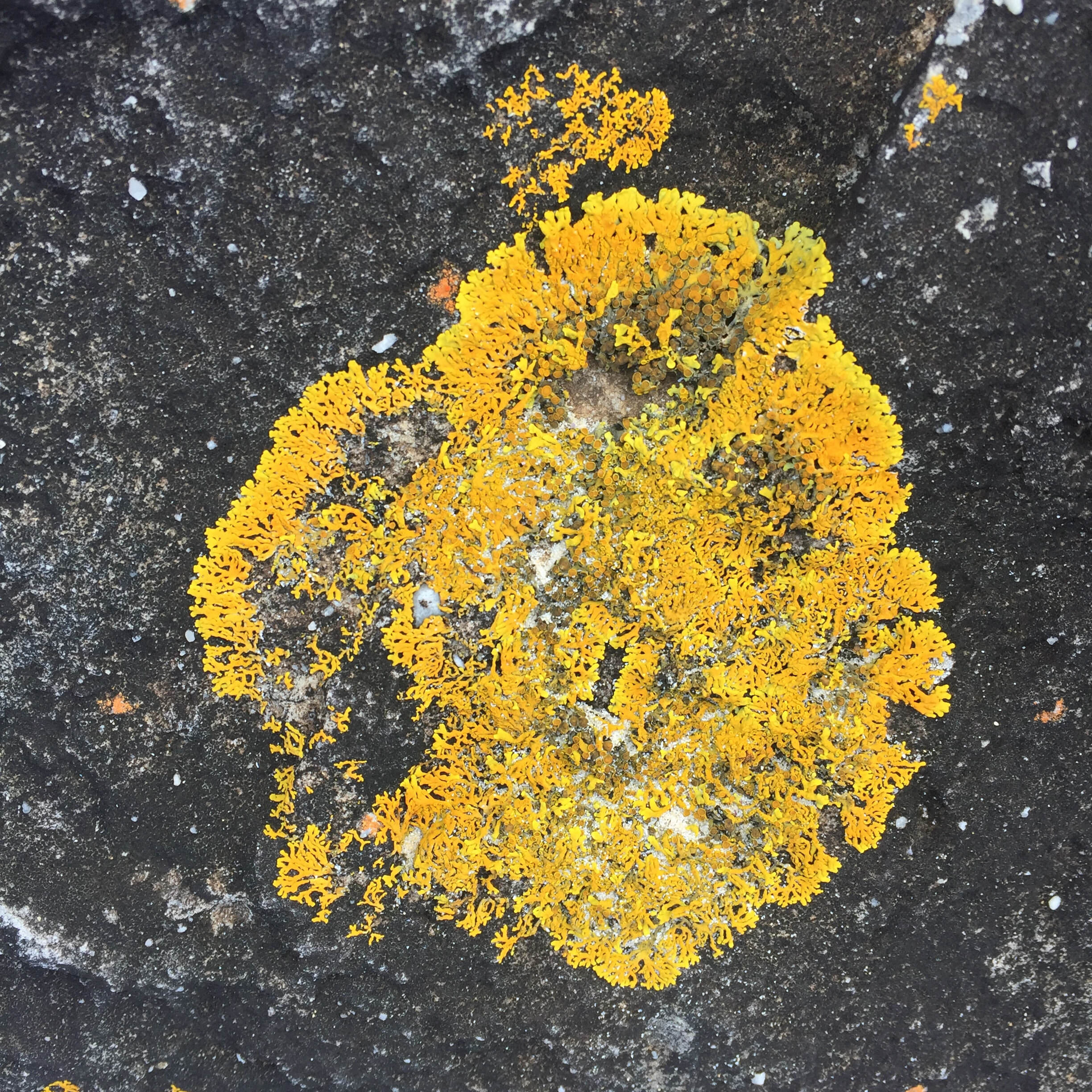 Mandala in Nature