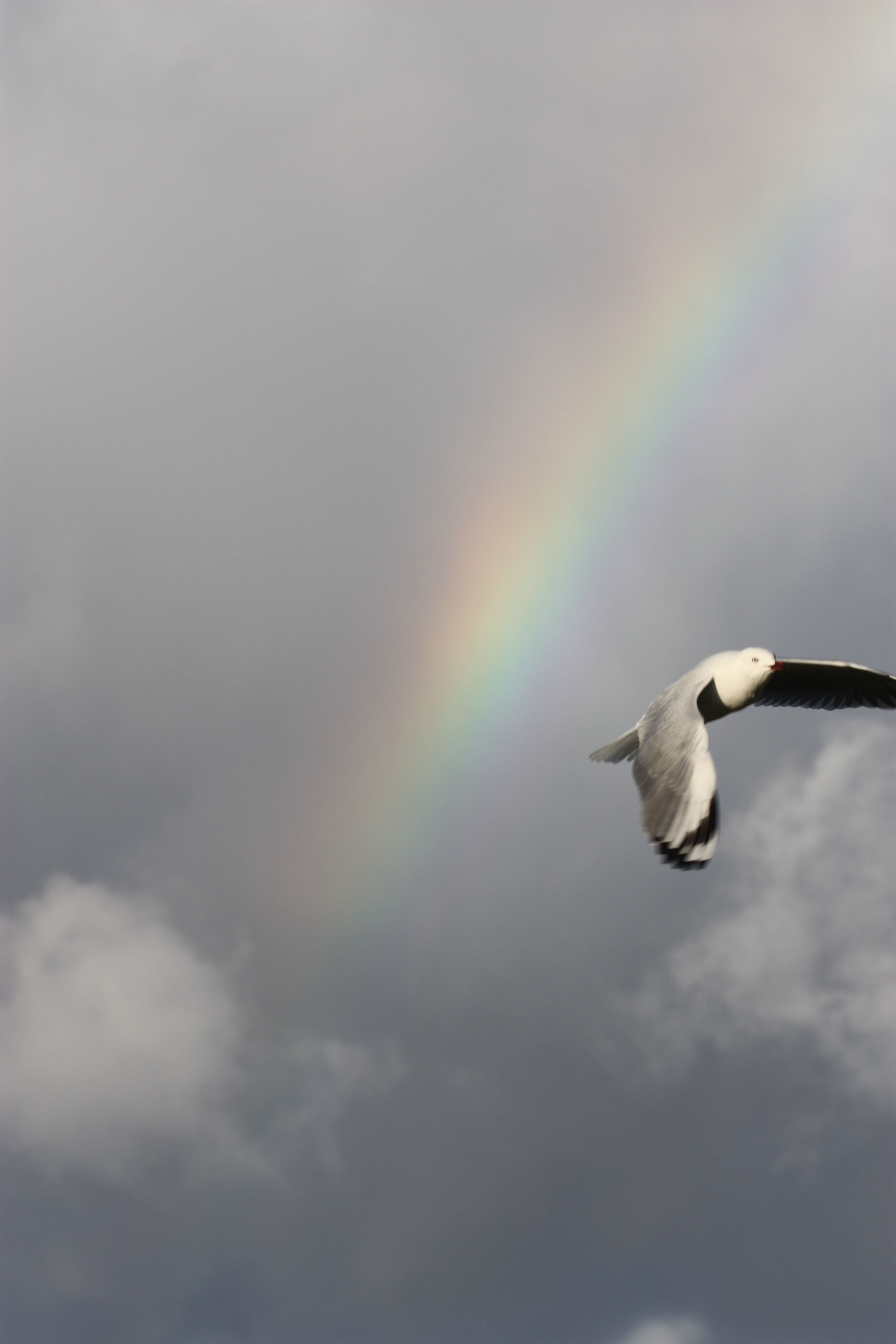 Seagull and the Rainbow, 2021