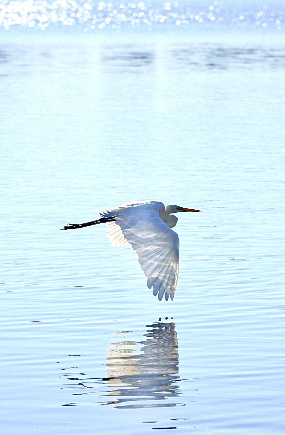 Egret In Flight Framed
